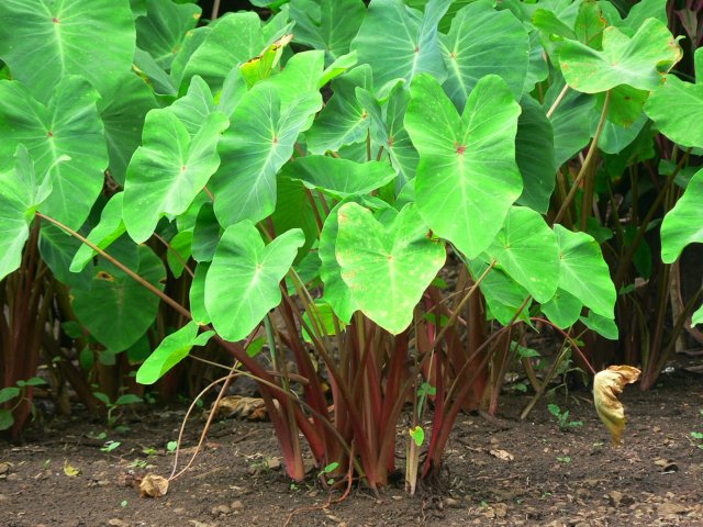 168- Plant de taro 